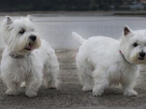 West Highland White Terrier