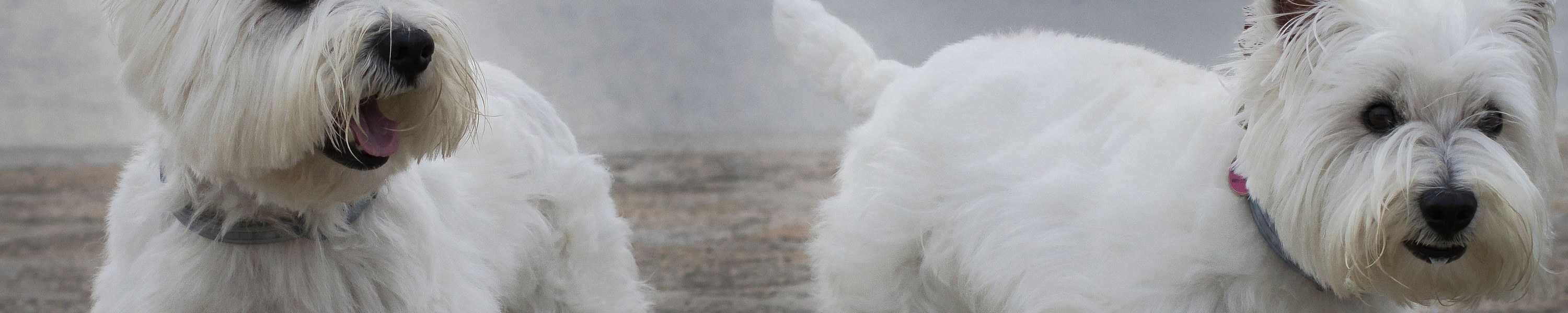 West Highland White Terrier