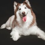 Westsibirische Laika