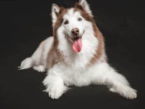 Westsibirische Laika