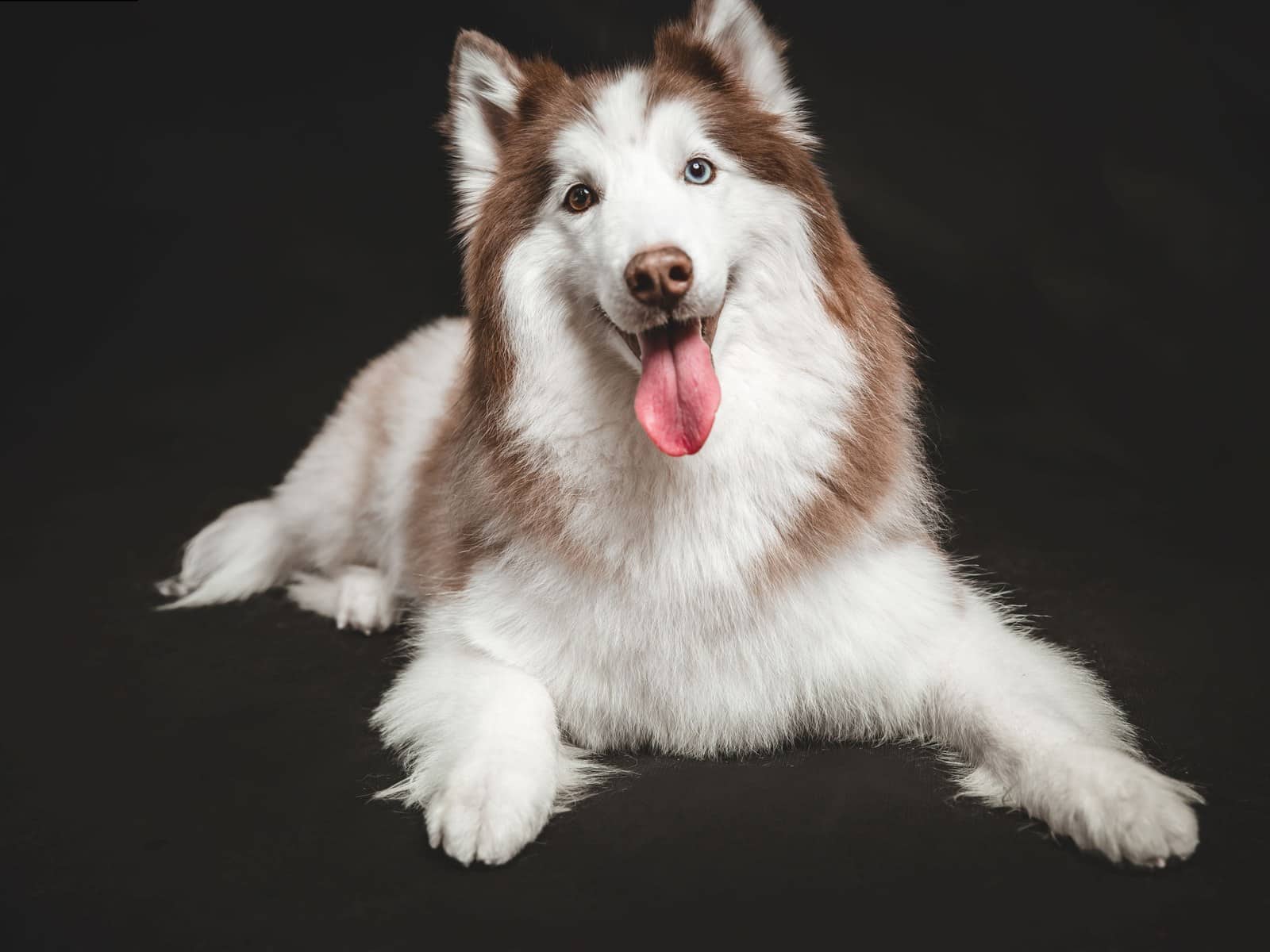 Westsibirische Laika