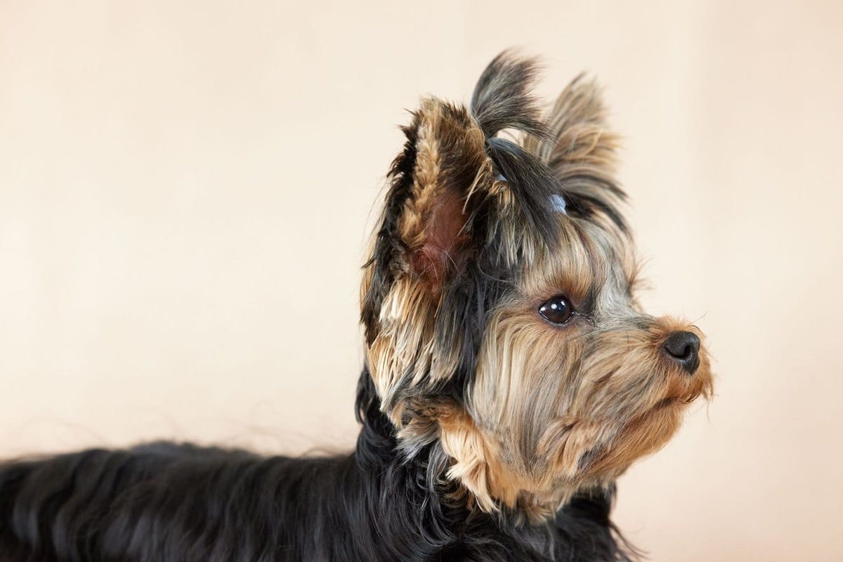 Westsibirische Laika – go4vet