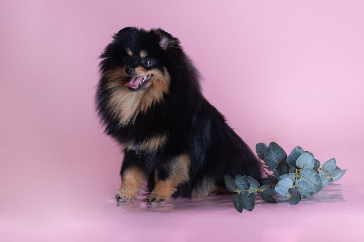 Westsibirische Laika – go4vet