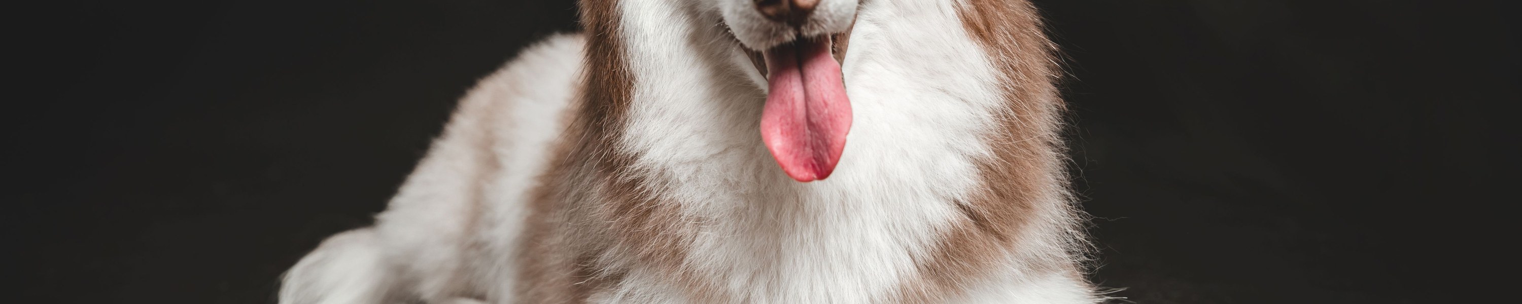 Westsibirische Laika