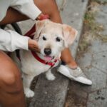 Wie entfernt man Zecken beim Hund?