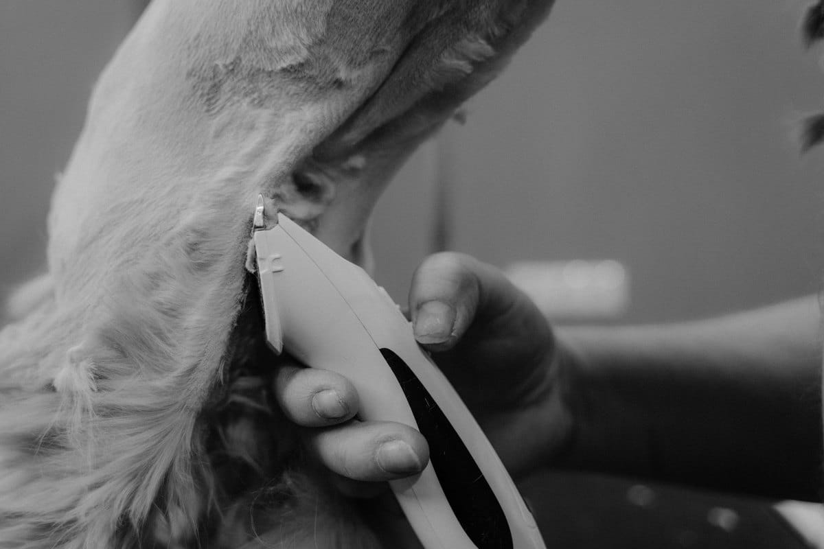 Wie entfernt man Zecken beim Hund? – go4vet