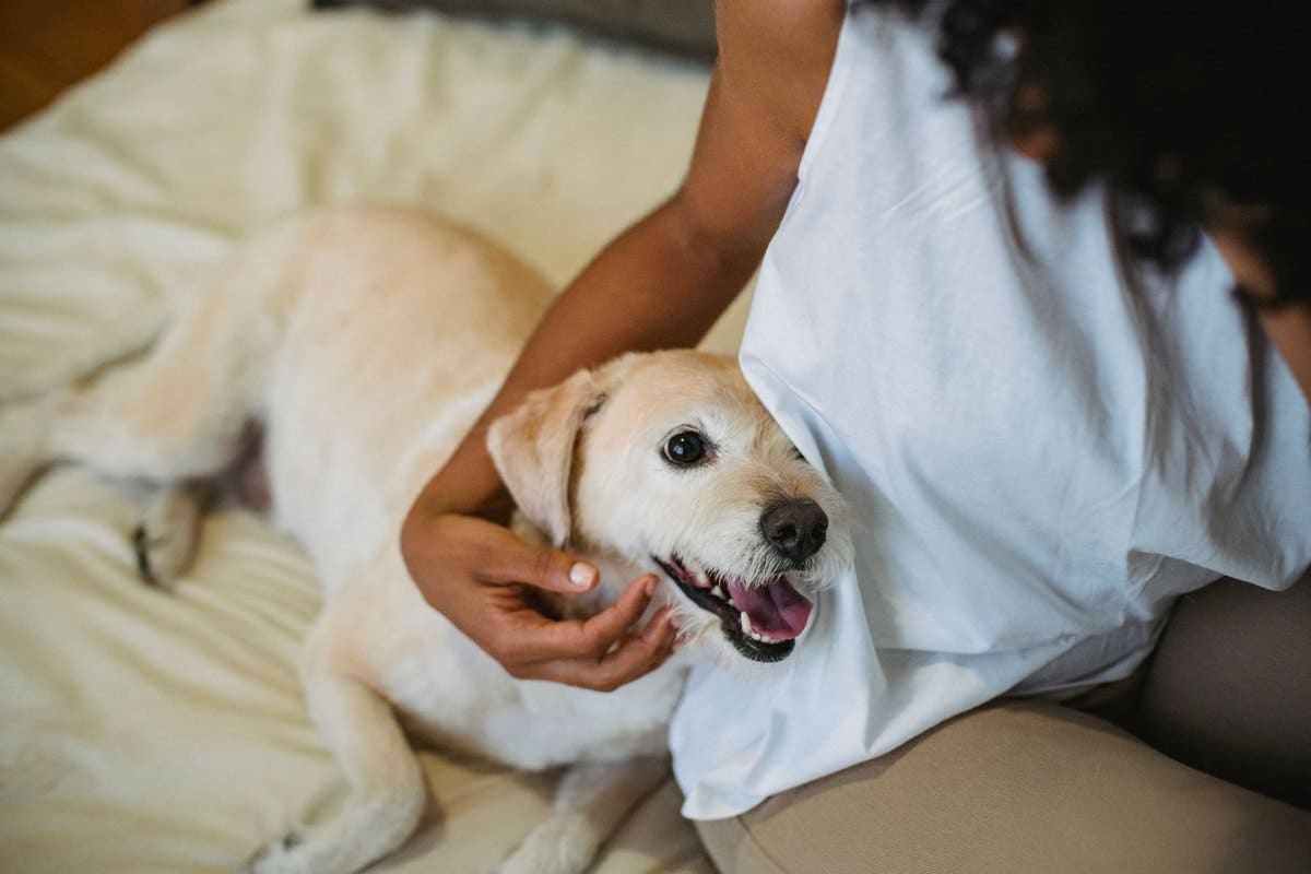 Wie entfernt man Zecken beim Hund? – go4vet