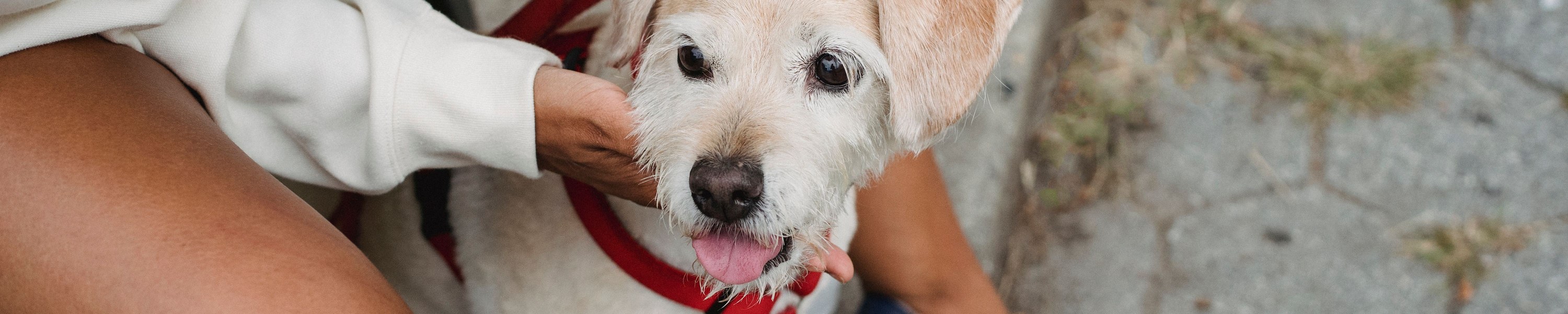 Wie entfernt man Zecken beim Hund?