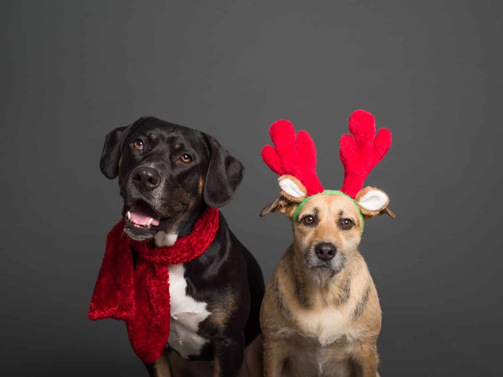 Wie erkennt man Giardien beim Hund?