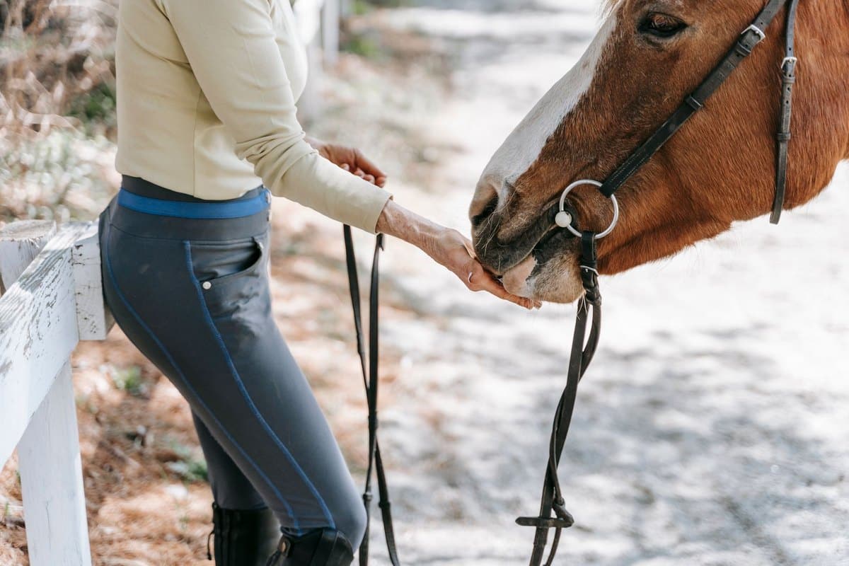 Wie oft sollte man ein Pferd füttern? – go4vet