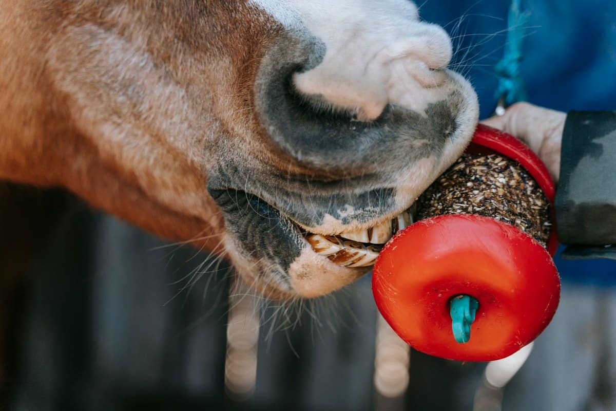 Wie oft sollte man ein Pferd füttern? – go4vet