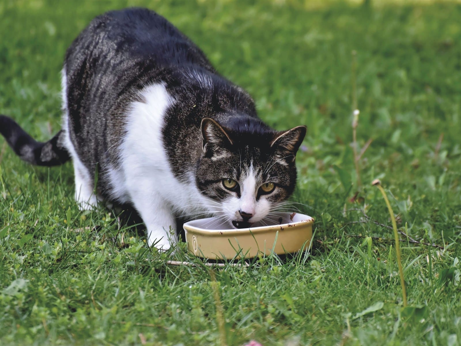Wie viel Futter braucht eine Katze?