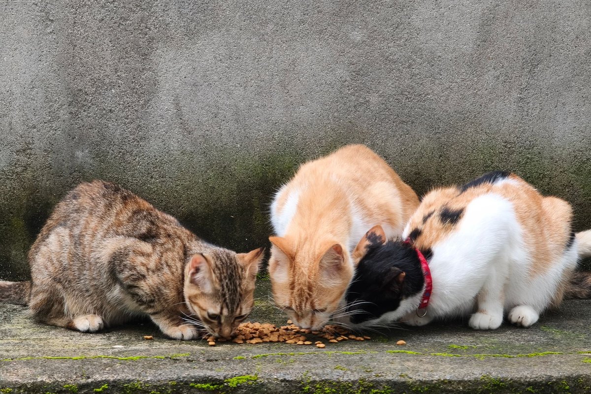 Wie viel Futter braucht eine Katze? – go4vet