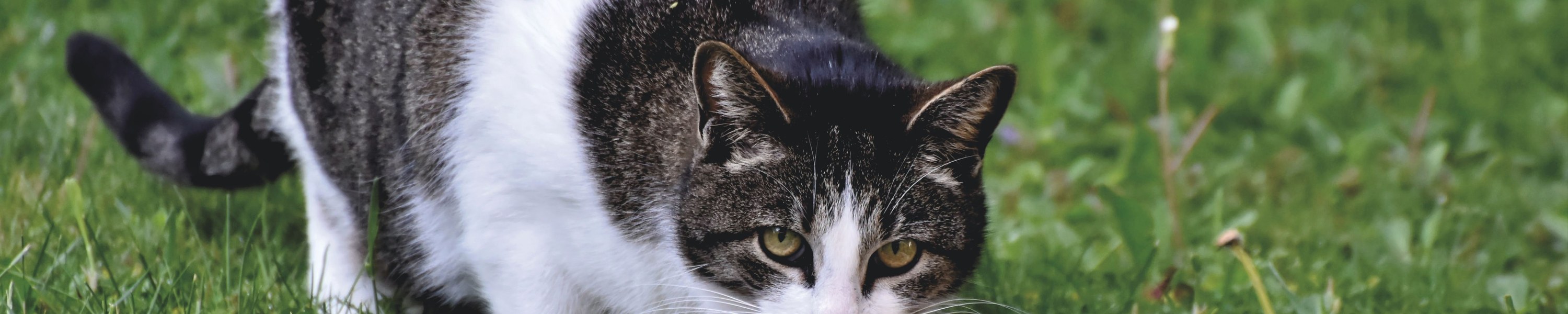Wie viel Futter braucht eine Katze?