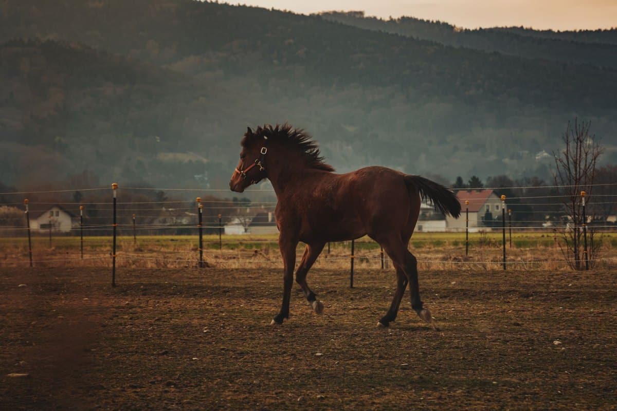 Wasserbedarf beim Pferd: Wie viel Wasser braucht ein Pferd? – go4vet