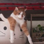 Kitten-Proofing: So machst du deine Wohnung katzensicher