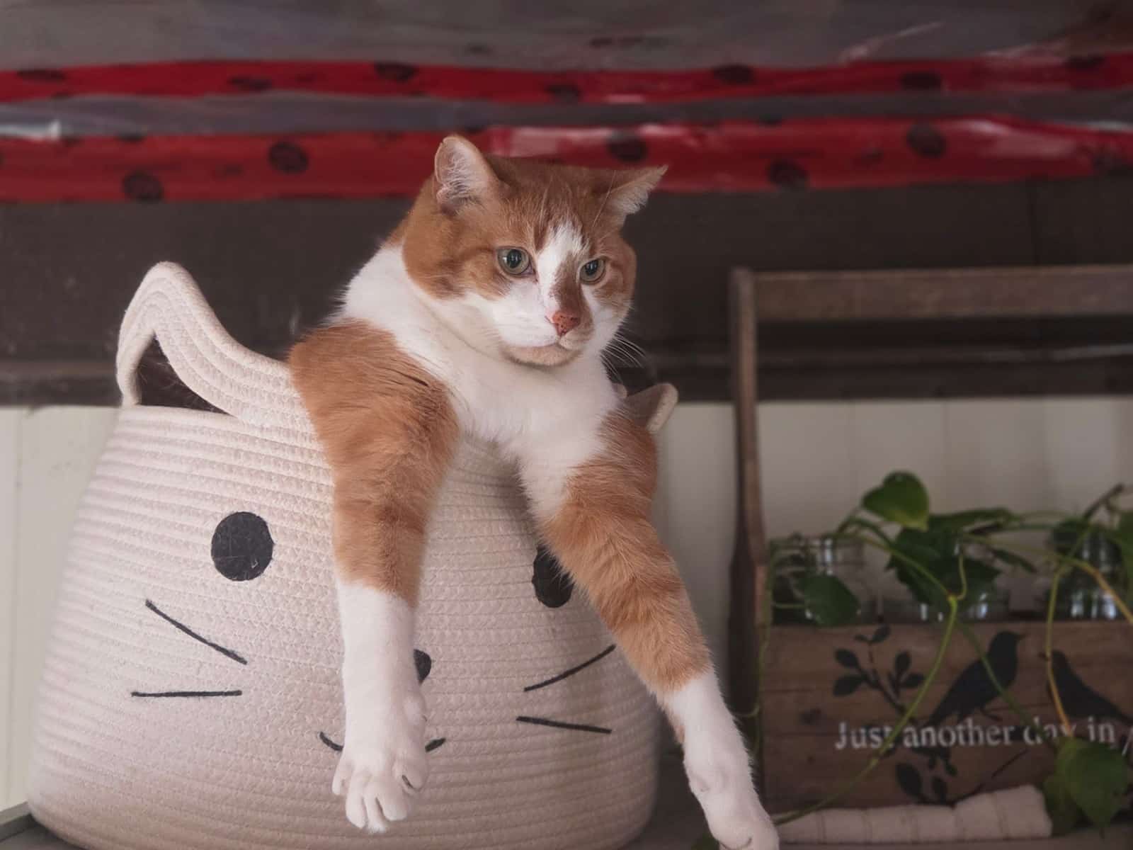 Kitten-Proofing: So machst du deine Wohnung katzensicher