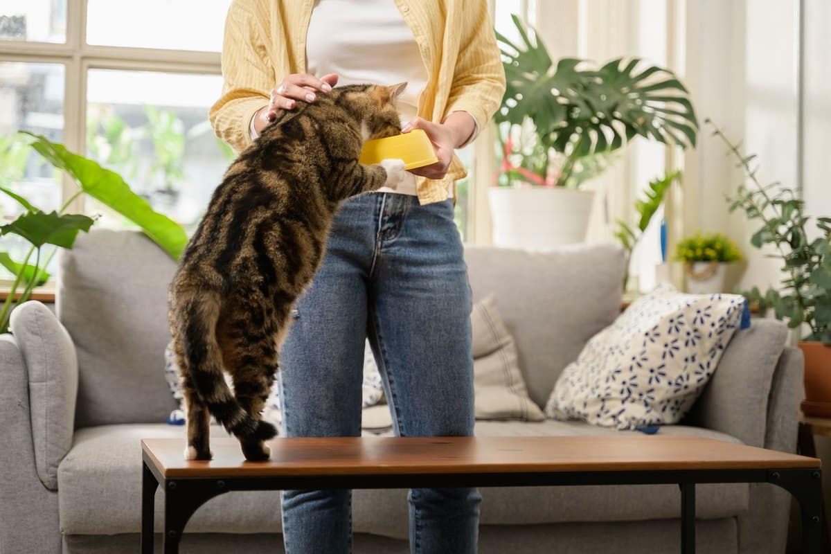 Woran erkennt man hochwertiges Katzenfutter? – go4vet