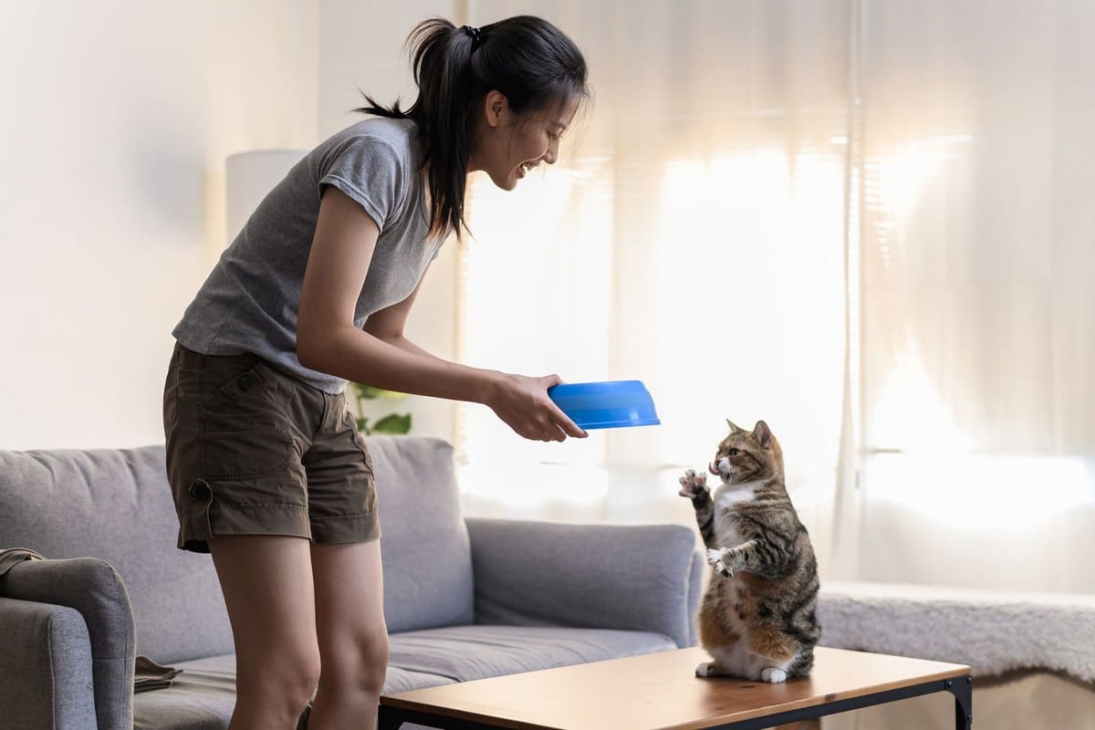 Woran erkennt man hochwertiges Katzenfutter? – go4vet
