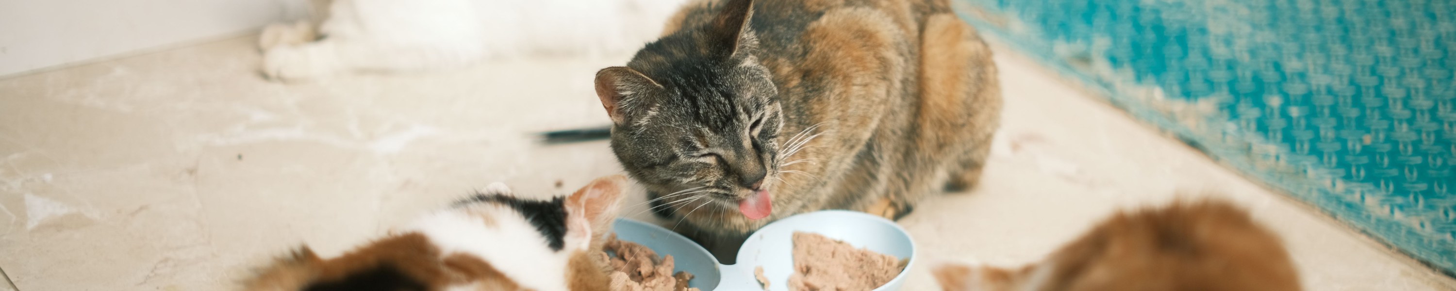Woran erkennt man hochwertiges Katzenfutter?