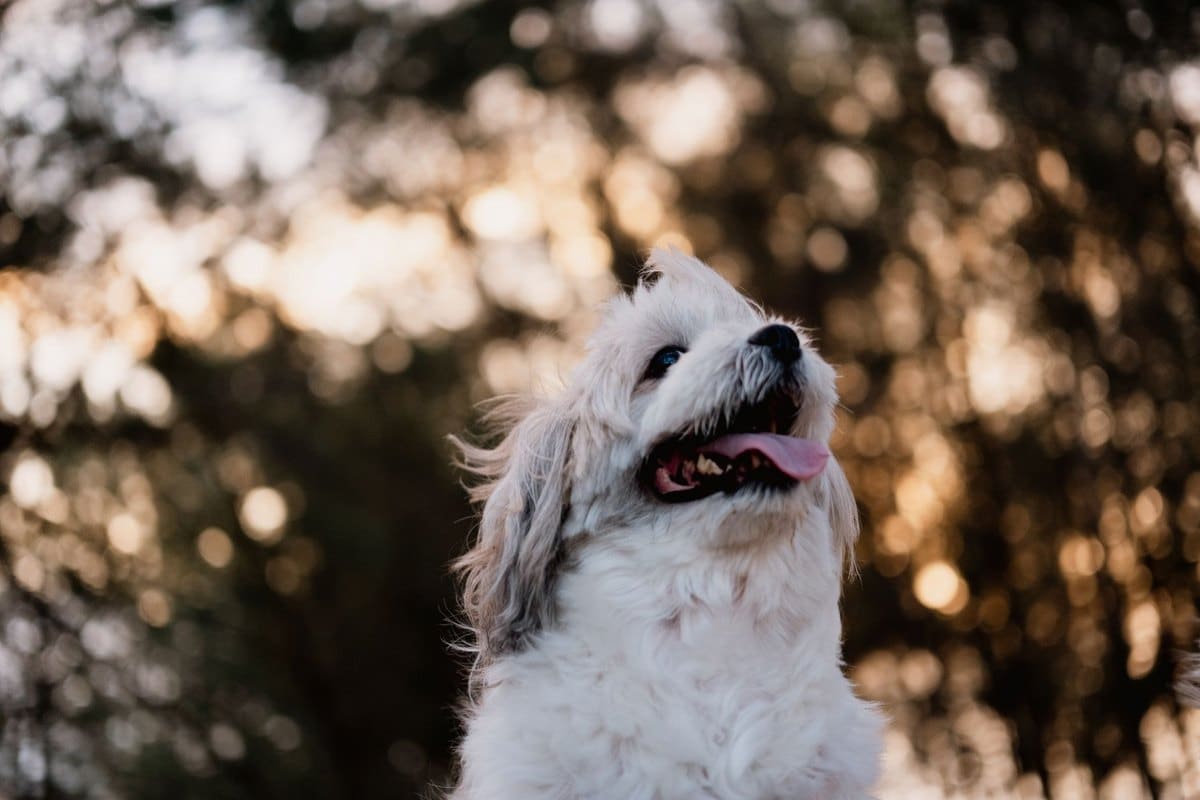 Würmer beim Hund – go4vet