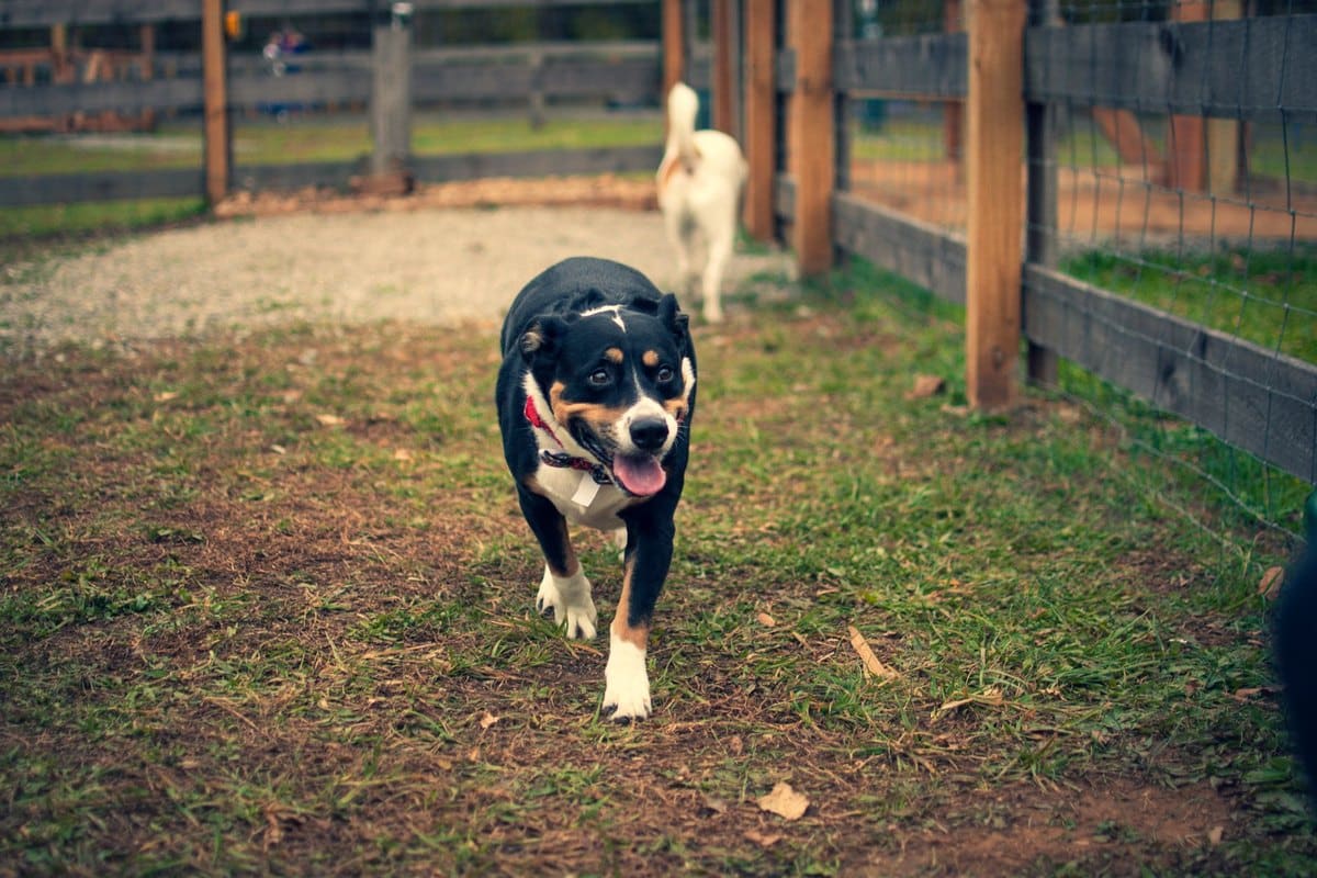 Würmer beim Hund – go4vet