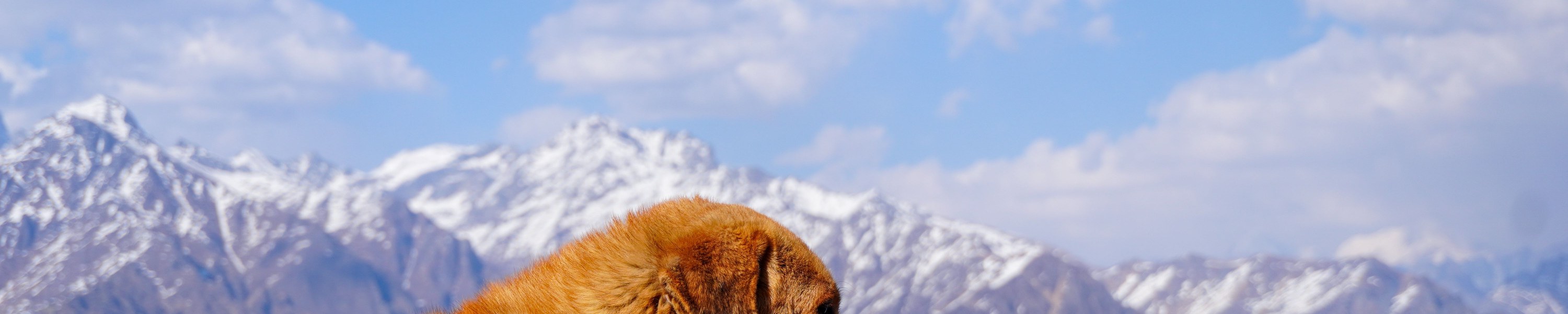 Würmer beim Hund