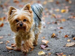 Yorkshire Terrier