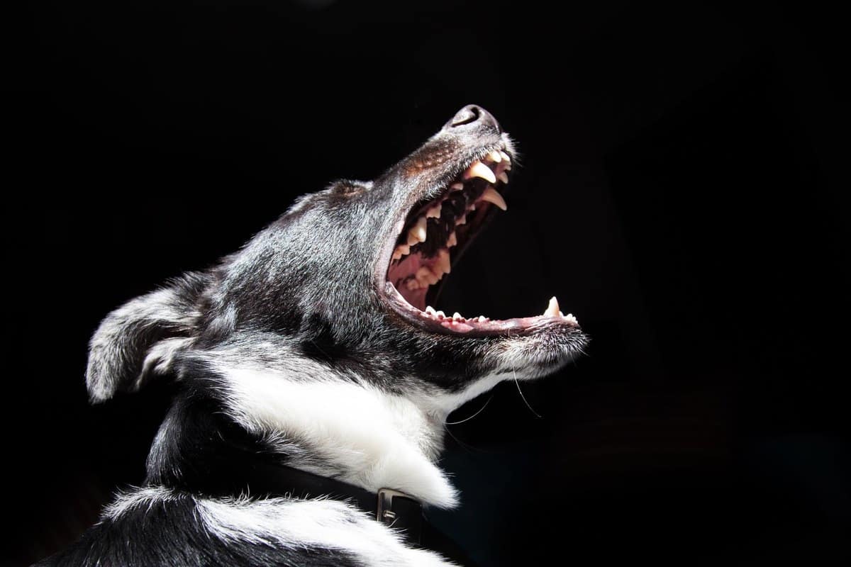 Zahnerkrankungen beim Hund – go4vet