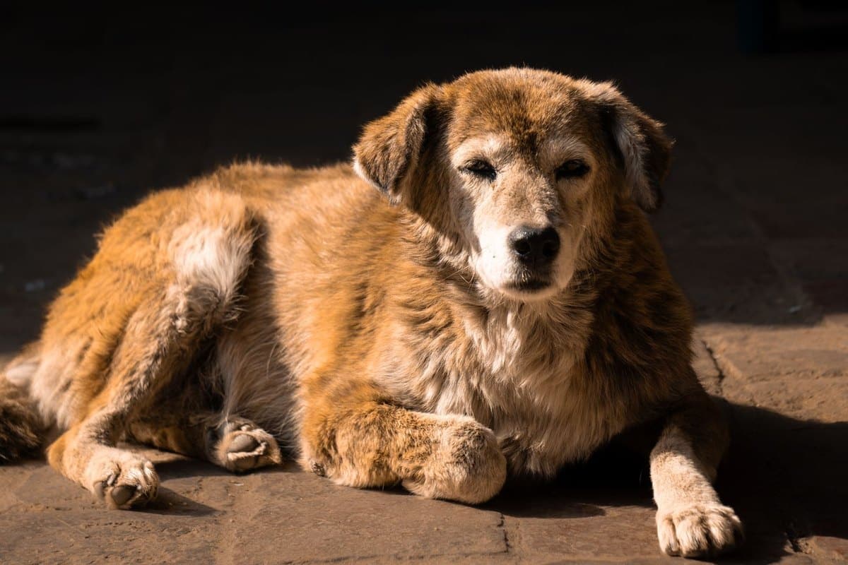 Zahngesundheit für Hunde jeden Alters – go4vet