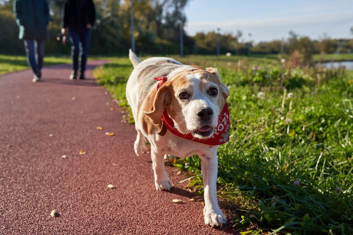 Zahngesundheit für Hunde jeden Alters – go4vet