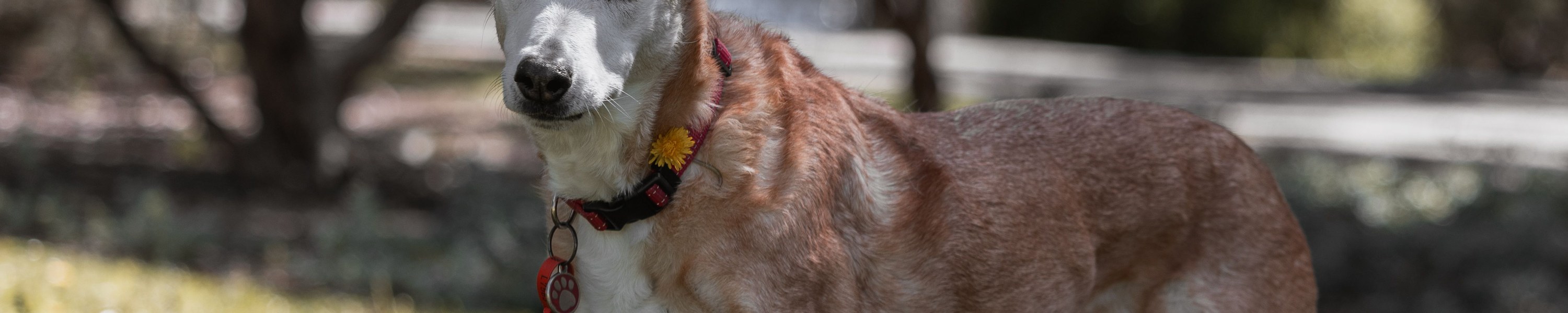 Zahngesundheit für Hunde jeden Alters