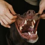 Zahnpflege beim Hund