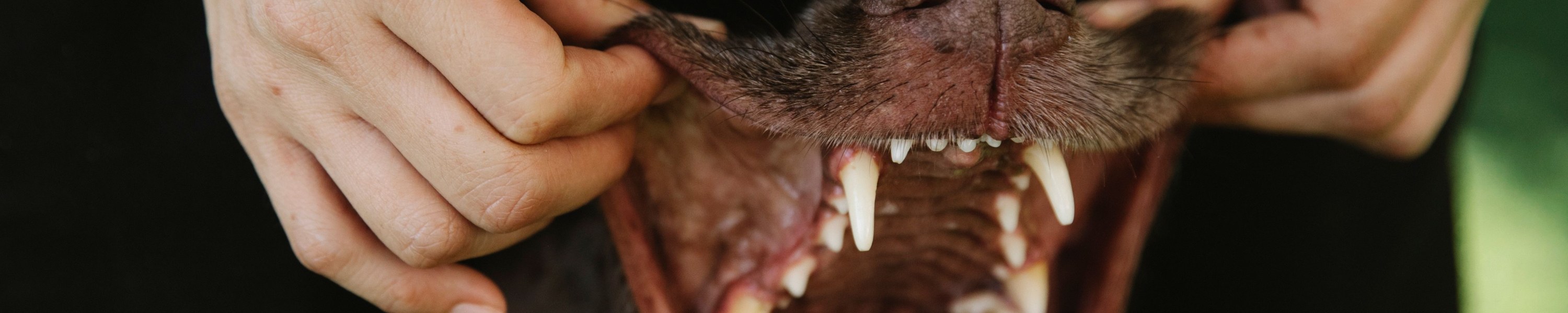 Zahnpflege beim Hund