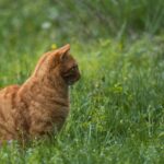 Zecken bei der Katze: Was du wissen musst