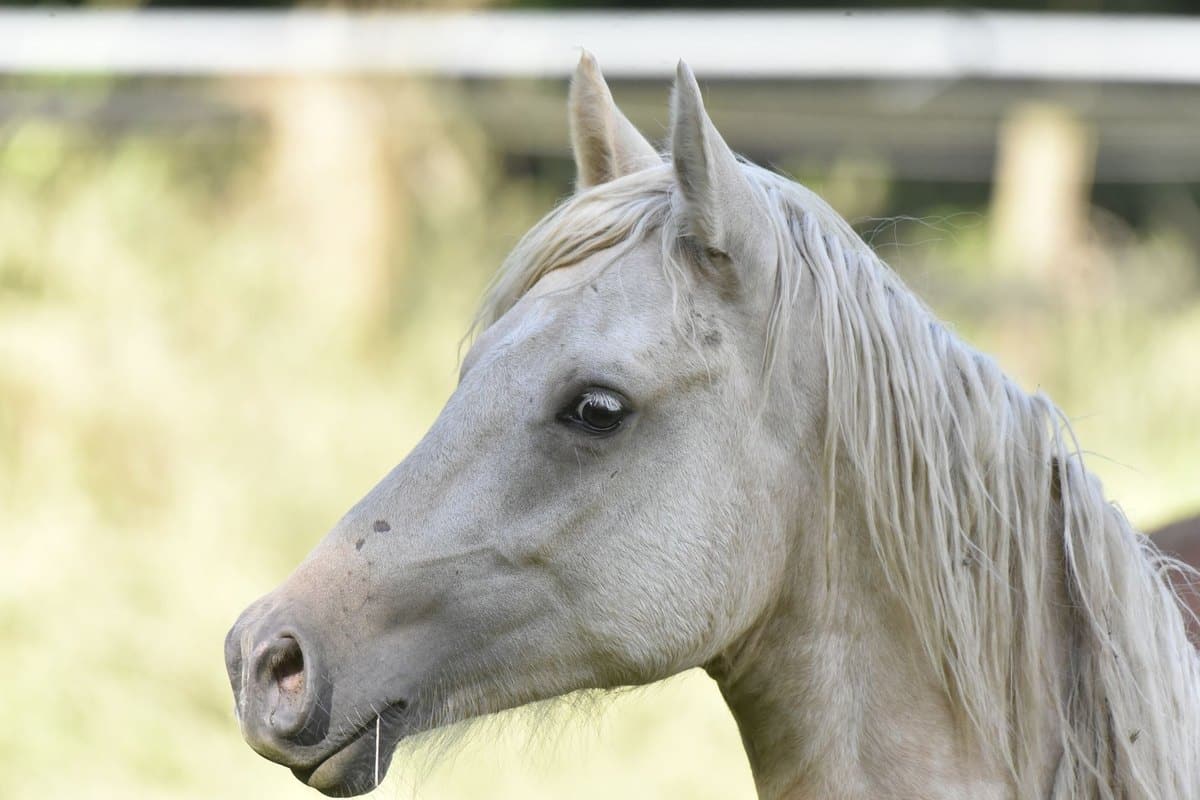 Zecken beim Pferd im Frühling: Erkennen, Entfernen & Schütze – go4vet