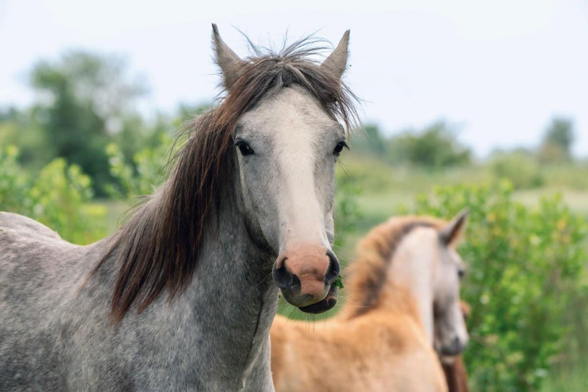 Zecken beim Pferd im Frühling: Erkennen, Entfernen & Schütze – go4vet