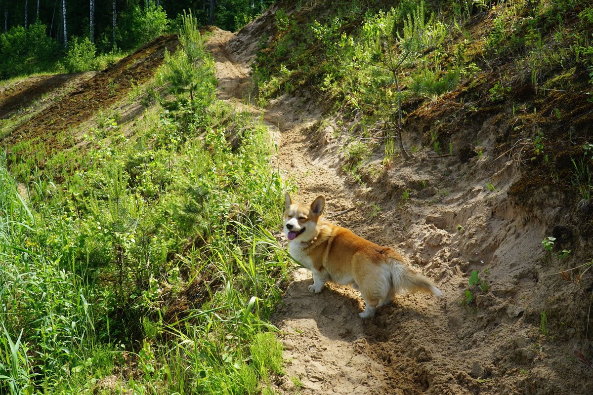 Zecken- und Parasitenschutz für die Reise mit Hund – go4vet