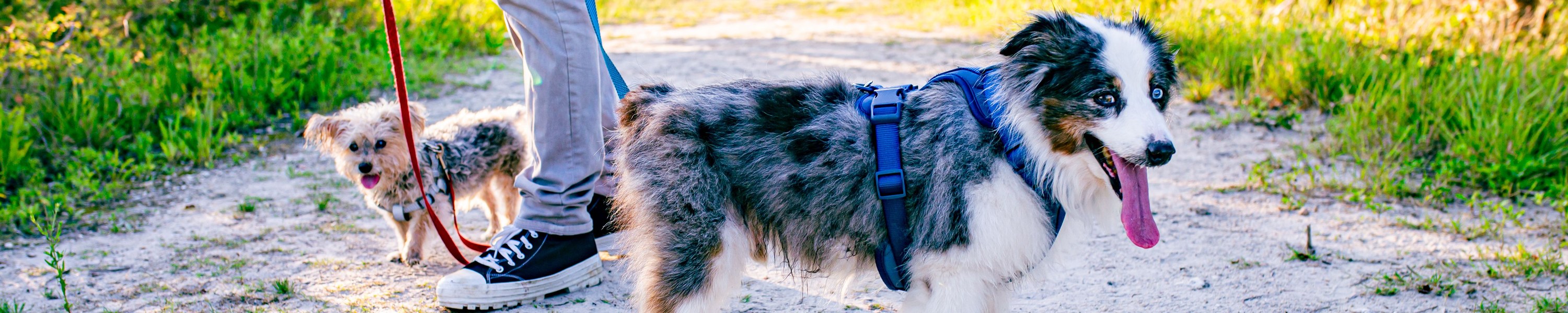 Zecken- und Parasitenschutz für die Reise mit Hund