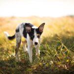 Zeolith für den Hund