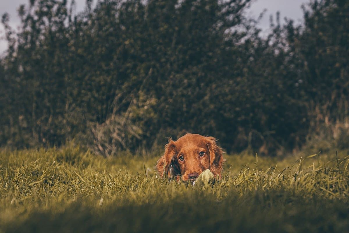 Zeolith für den Hund – go4vet
