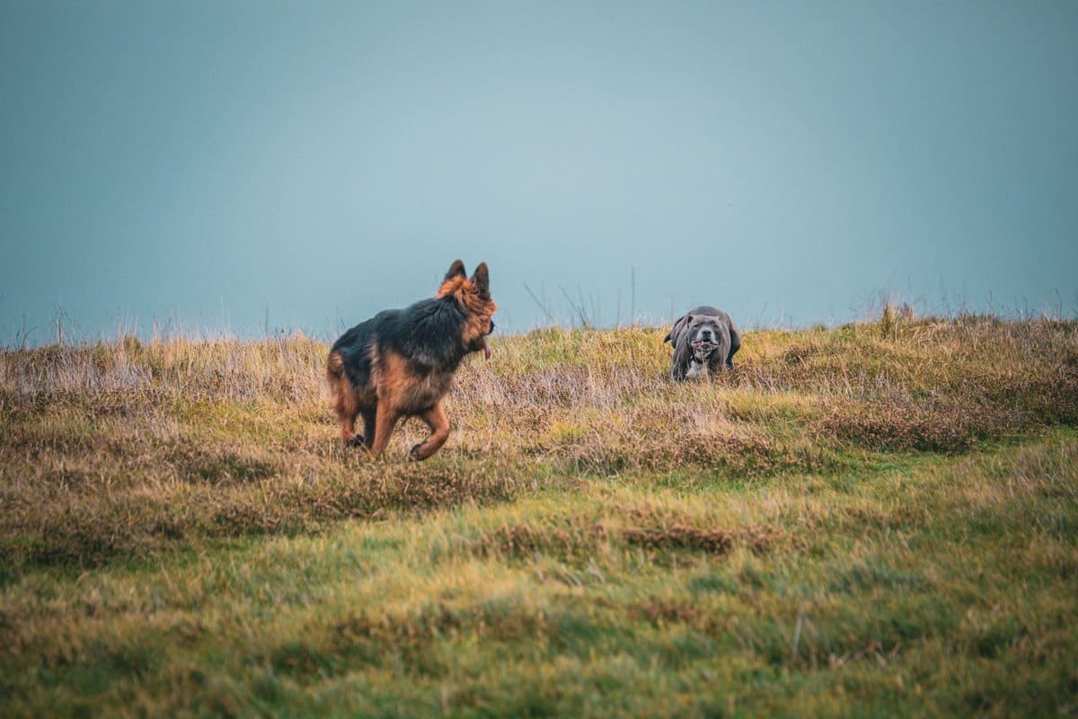 Zeolith für den Hund – go4vet