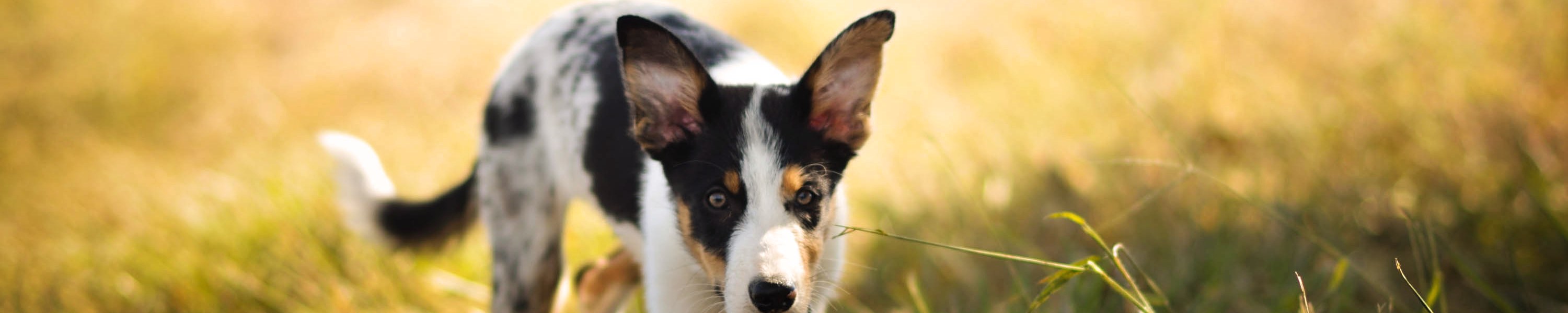 Zeolith für den Hund