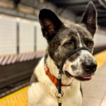 Zugfahren mit Hund: Regeln bei ÖBB und Deutsche Bahn