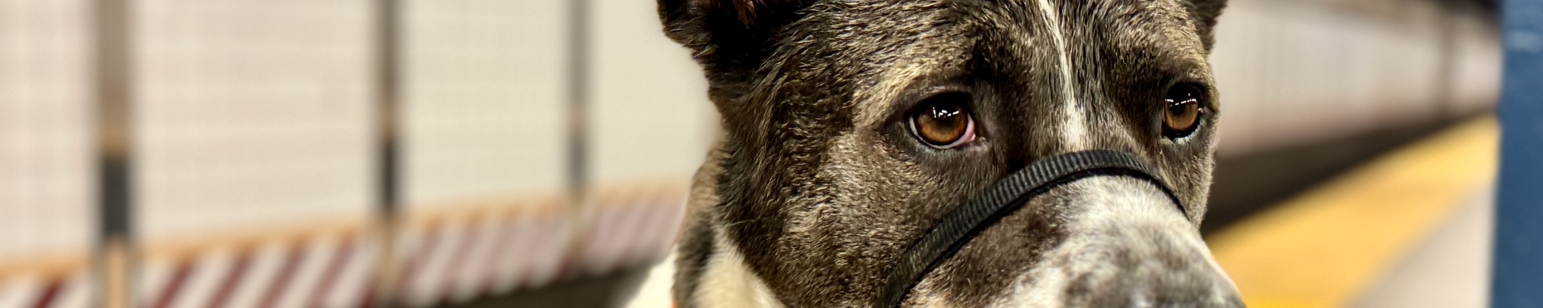 Zugfahren mit Hund: Regeln bei ÖBB und Deutsche Bahn