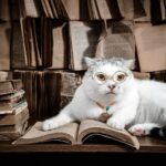 Zwei Kitten oder eines? Warum Einzelhaltung oft nicht reicht