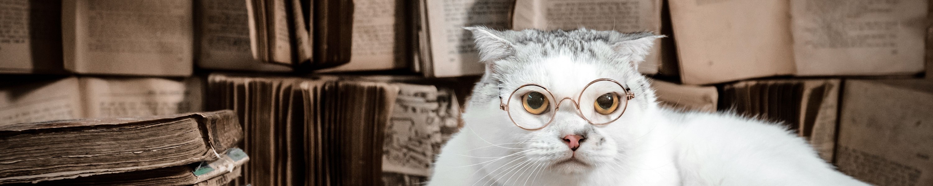 Zwei Kitten oder eines? Warum Einzelhaltung oft nicht reicht