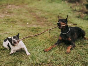 Zwergschnauzer
