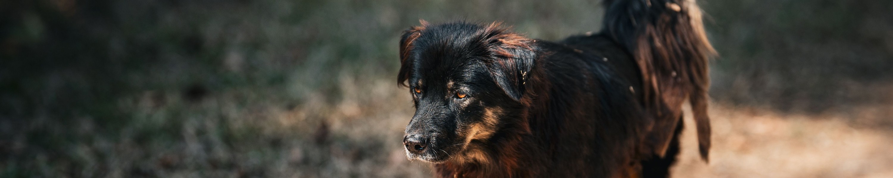 Zwergspitz (Pomeranian)