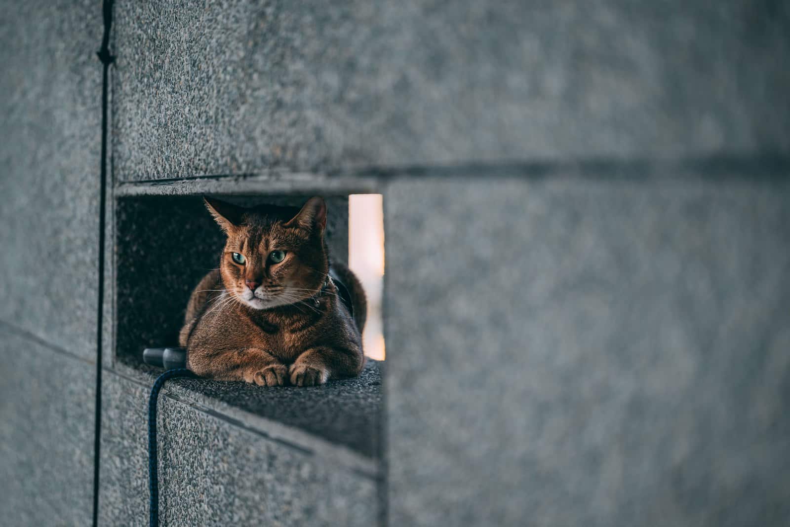 Abessinier Katze in einer Mauernische, die Rasse liebt erhöhte Plätze